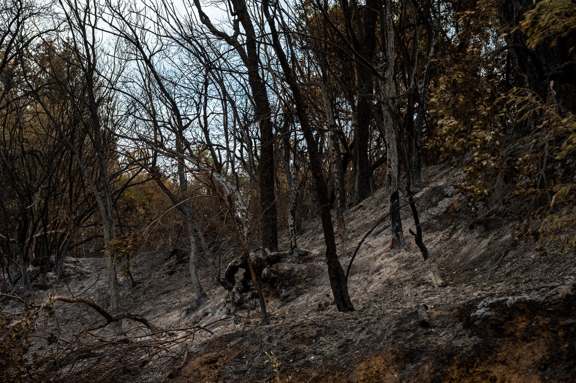 Entenda: As Queimadas e seu Impacto no Meio Ambiente