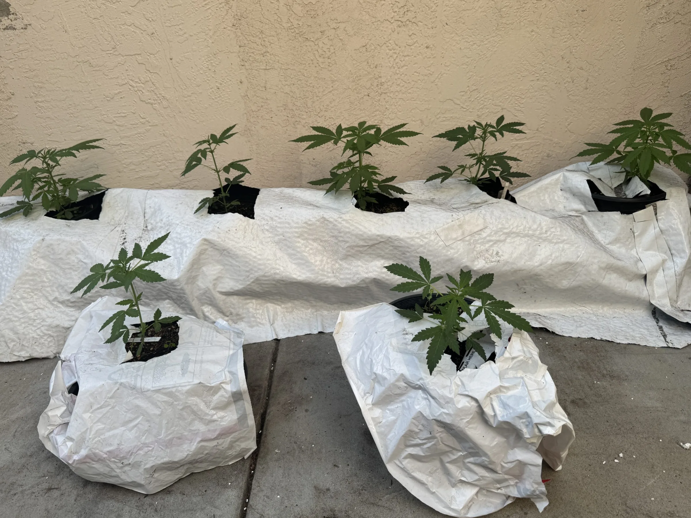 Como iluminar meus plantas de cânhamo medicinal?