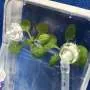 Experimento na Estação Espacial visa entender riscos de doenças nas plantas para missões lunares e marcianas