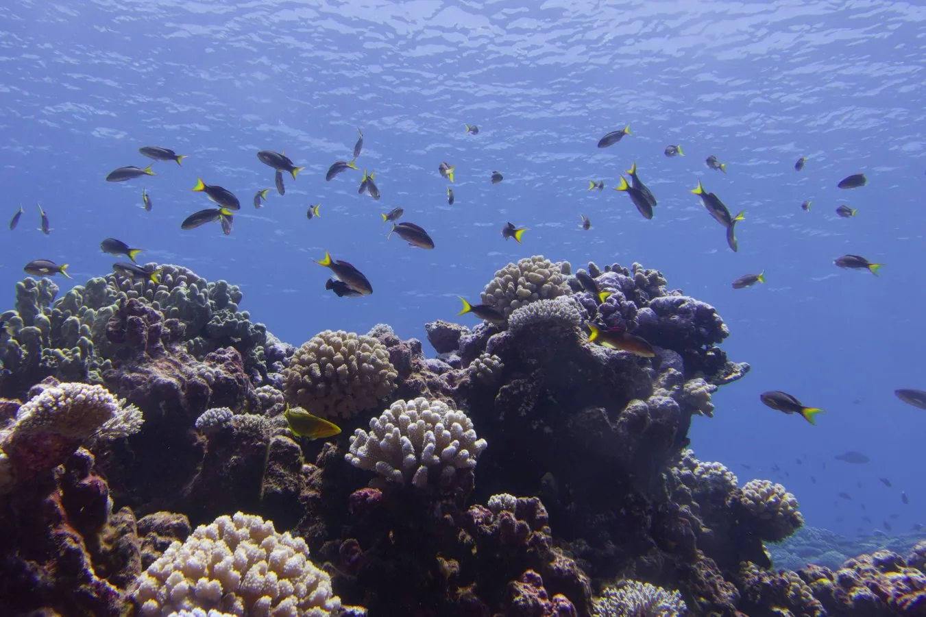 Coral reefs face collapse within 50 years