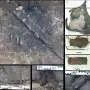Helmado celta raro do Iron Age encontrado em Polônia