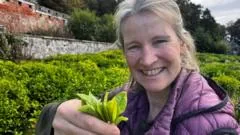 Tea Cultivation in Scotland: A Potential Future Crop