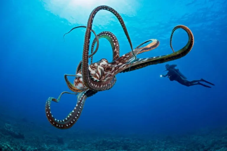 Novas descobertas sobre os mais inteligentes invertebrados do mundo