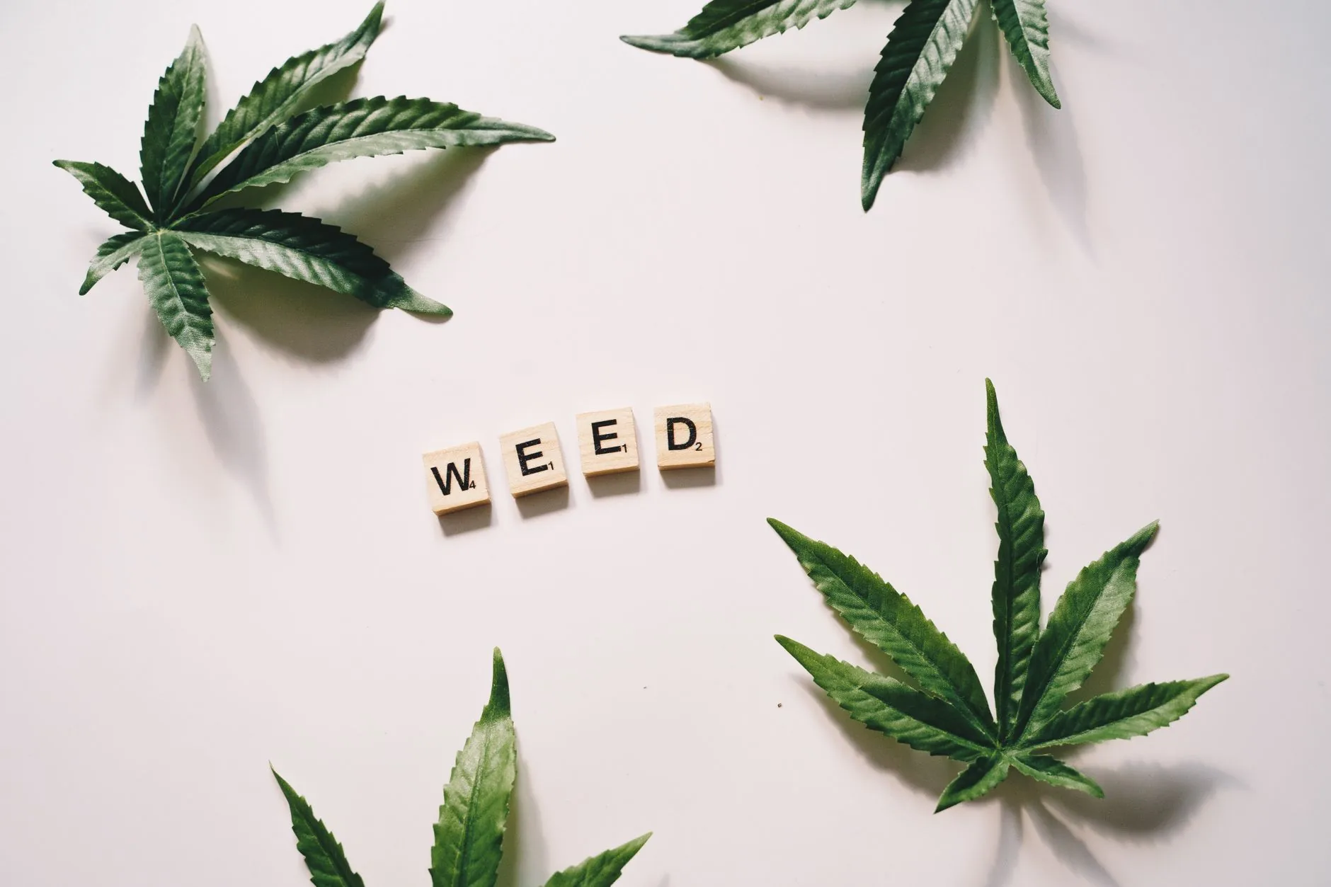 TJDFT lança webinar sobre fornecimento de cannabis medicinal pelo Estado