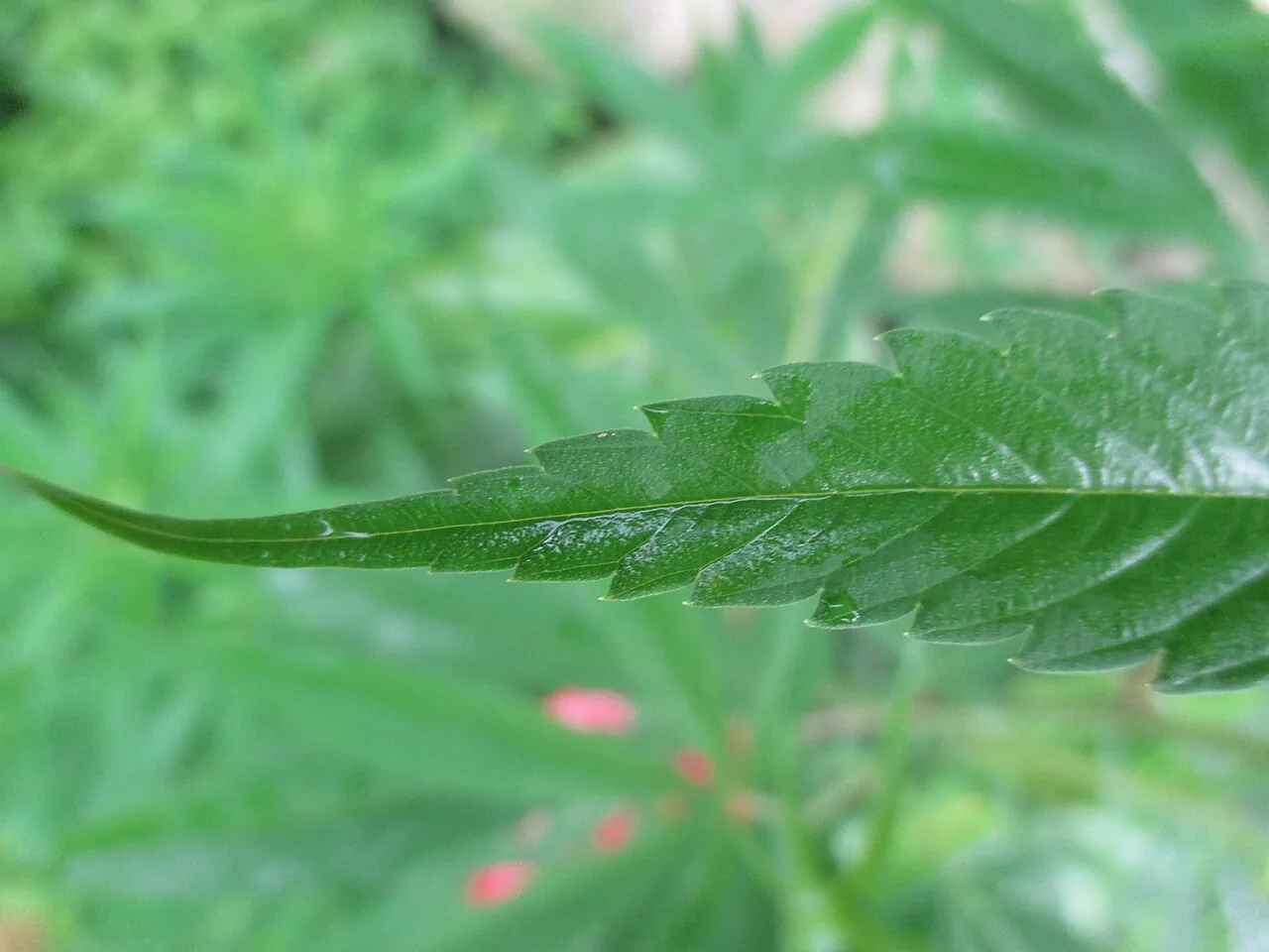 Do estigma ao boom: cannabis medicinal ganha destaque em Colombia