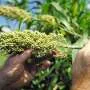 Sorghum pode ajudar agricultura europeia enfrentar mudanças climáticas