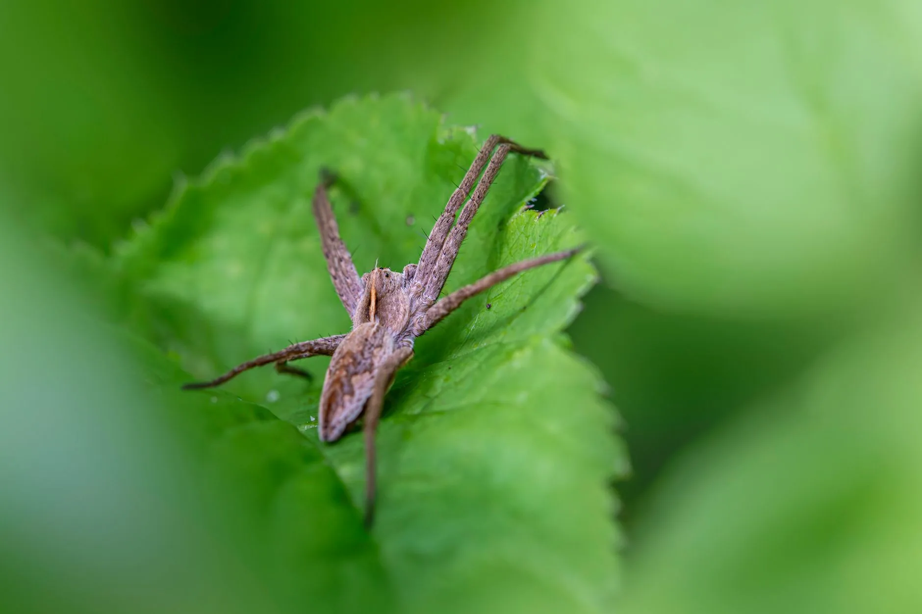 Pesquisadores descobrem que aranhas podem dormir