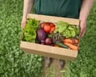 Plano anunciado para aumentar área de terra cultivada orgânica em England