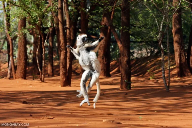 World Lemur Day: Como proteger as florestas dos lemurídeos?