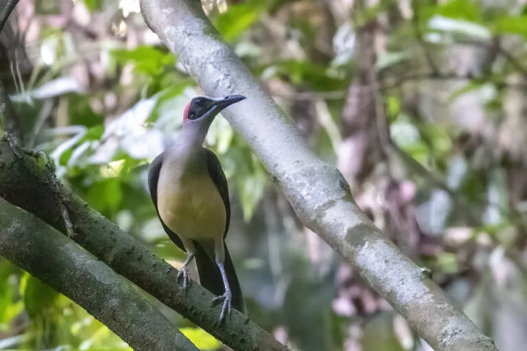 Encontro raro de pássaro fortalece argumento para proteger floresta amazônica
