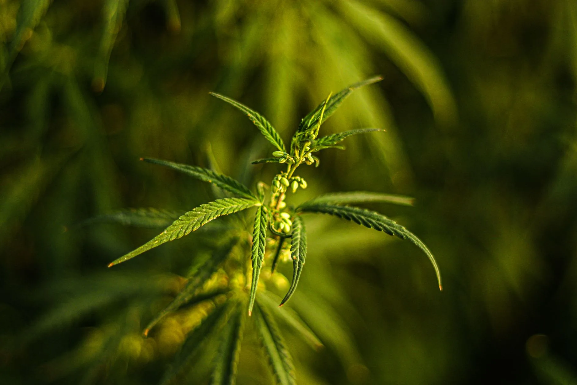 Médico analisa impacto da lei da cannabis medicinal no SUS em Alagoas