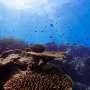 Coral reefs in Australia face risk of collapse within 50 years