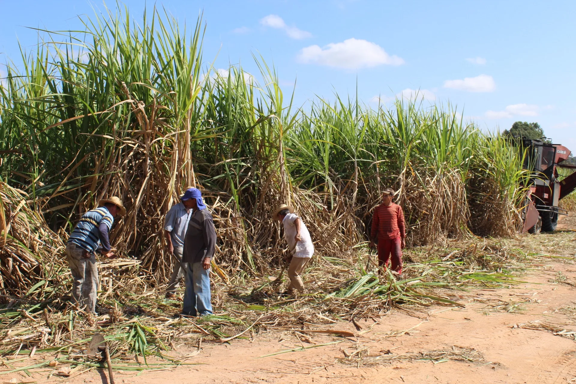 Câmara aprova projeto de incentivos para cana-de-açúcar no Nordeste