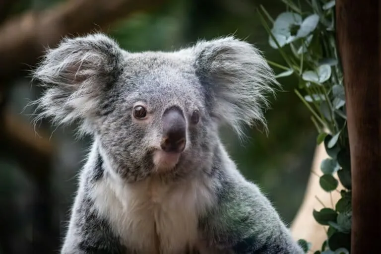 Austrália aprova parque nacional para proteger koalas