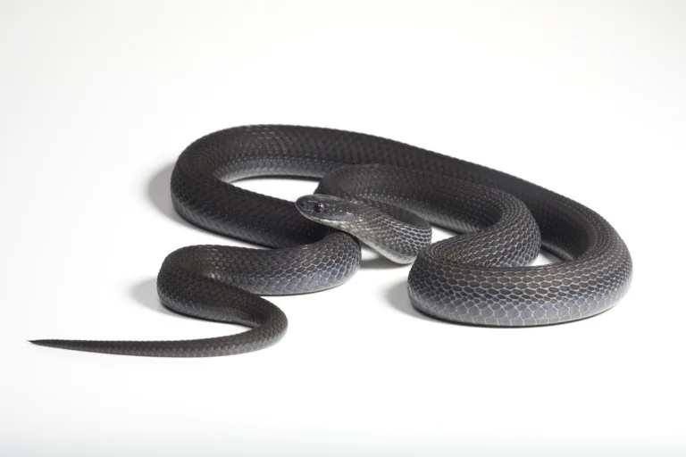 Nova espécie de cobra que come ovos descoberta nos altos montes etíopes