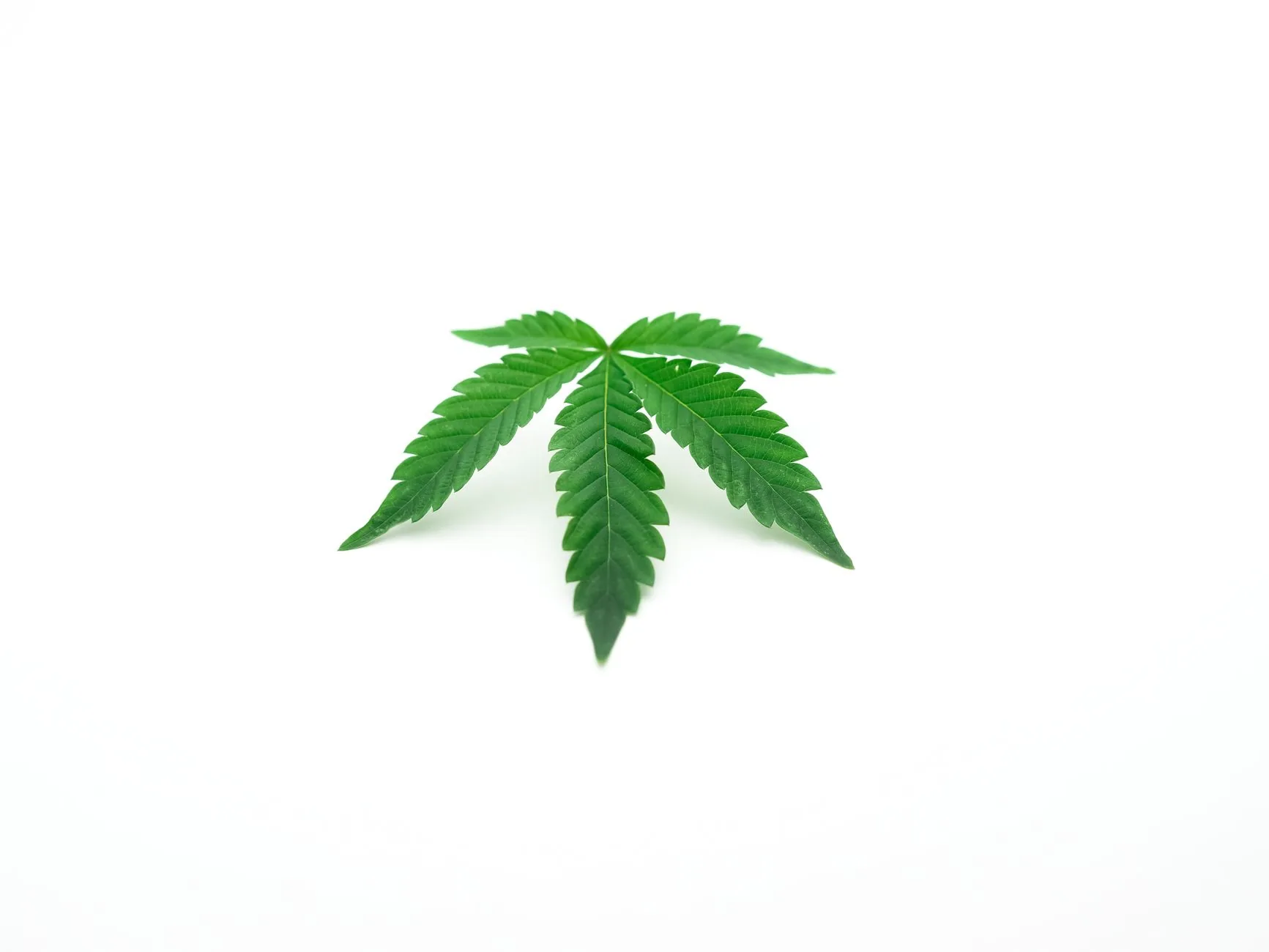 Webinar responde dúvidas sobre DEA, resclassificação da maconha e reforma do cânhamo