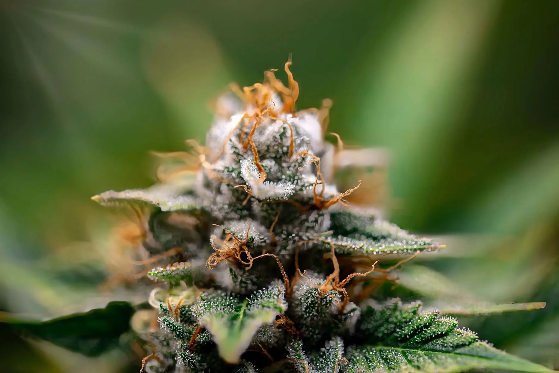 Especialista em imunidade vegetal e genética se junta a consultoria líder em cannabis medicinal