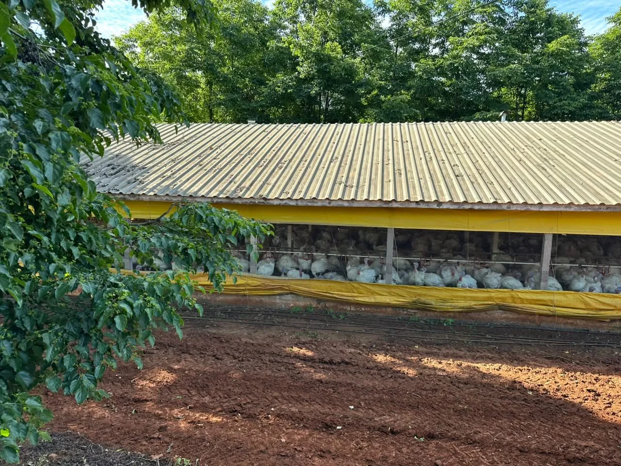 6 mil aves são abatidas em granja no Oeste de SC devido à doença de Newcastle