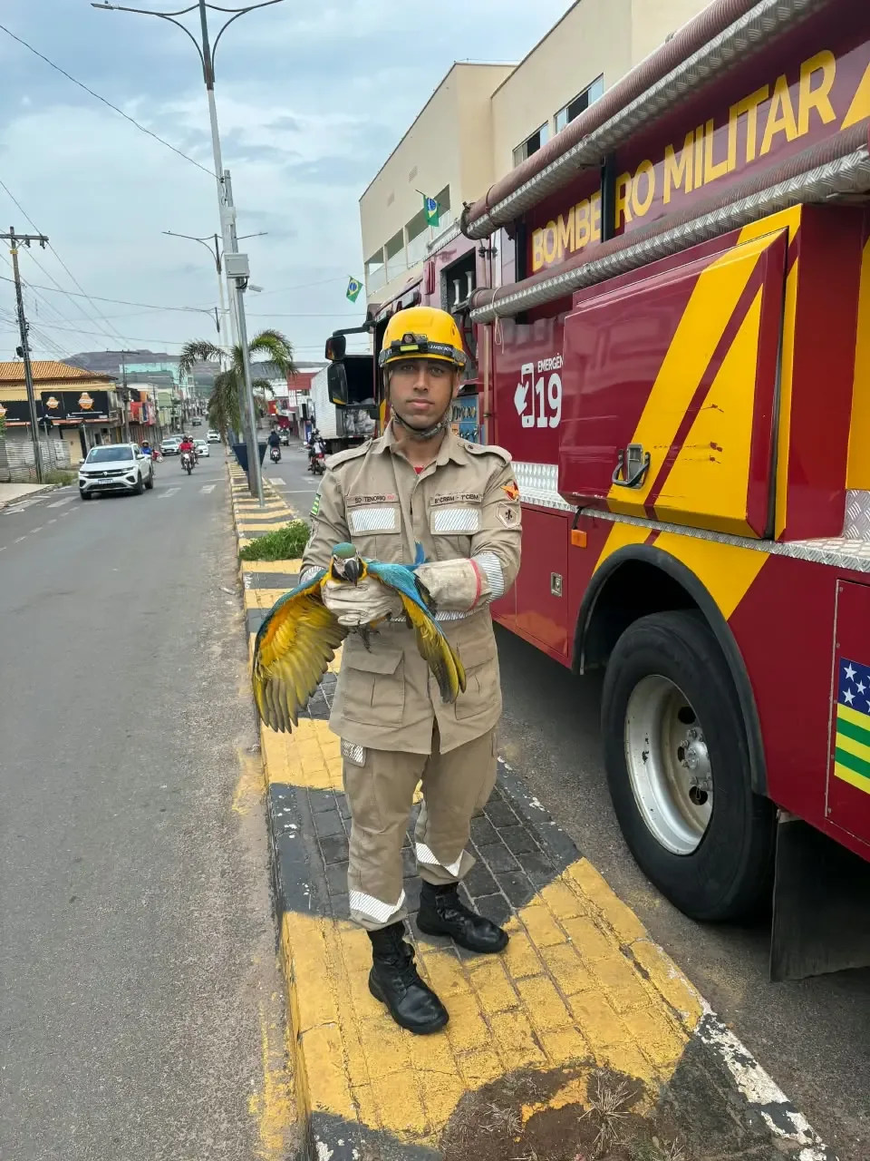 Corpo de Bombeiros resgata mais de 7 mil animais silvestres em Goiás