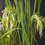 Novo método ajuda a proteger colheitas de arroz africano contra doença