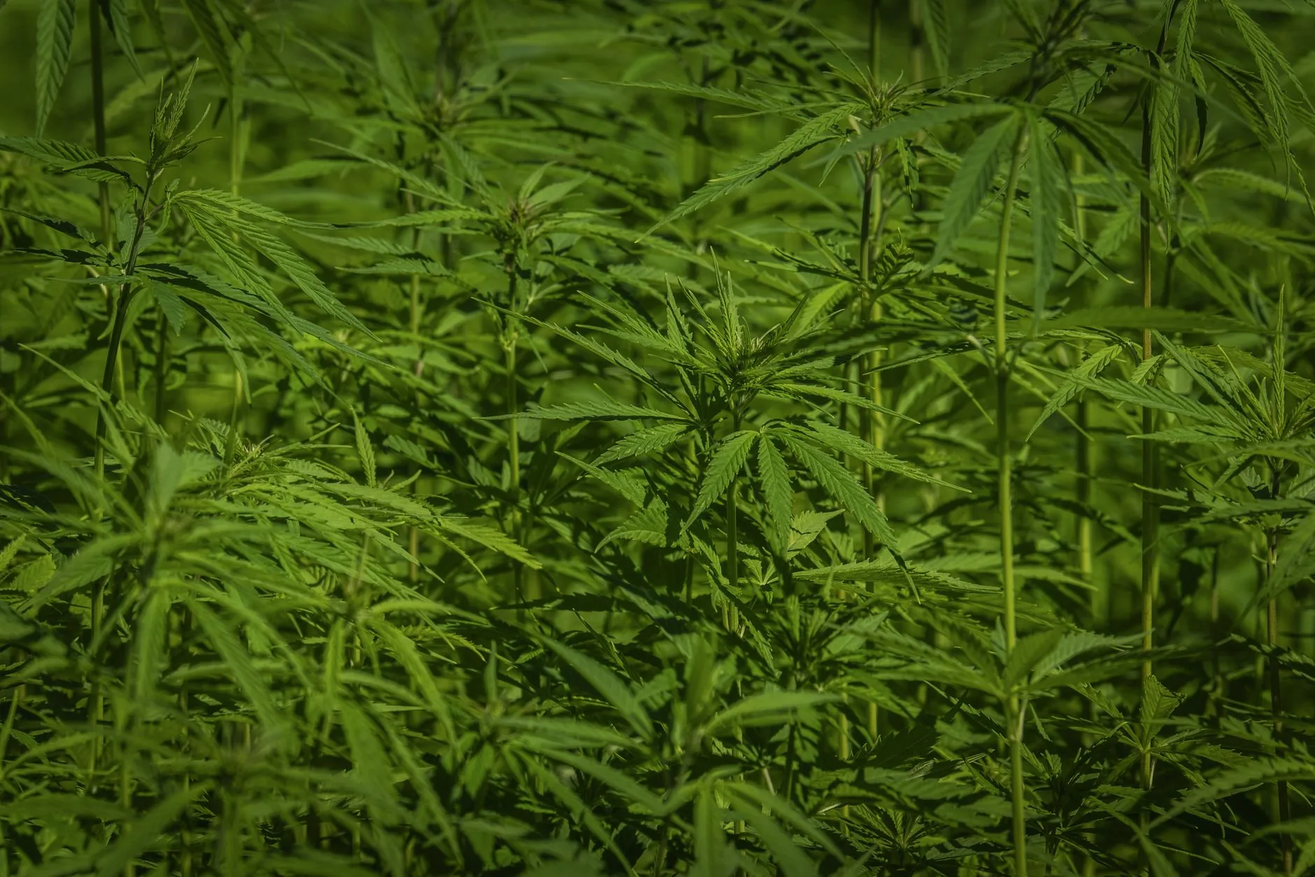 Colômbia debate legalização do cannabis adulto: entenda o projeto 017/2026