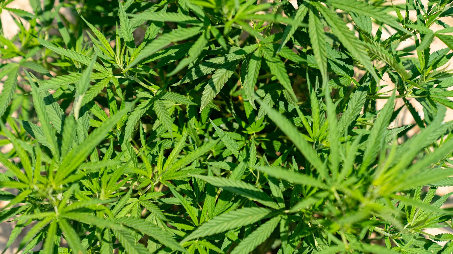 Estudo não confirma benefícios da cannabis medicinal para pacientes com doença de Parkinson
