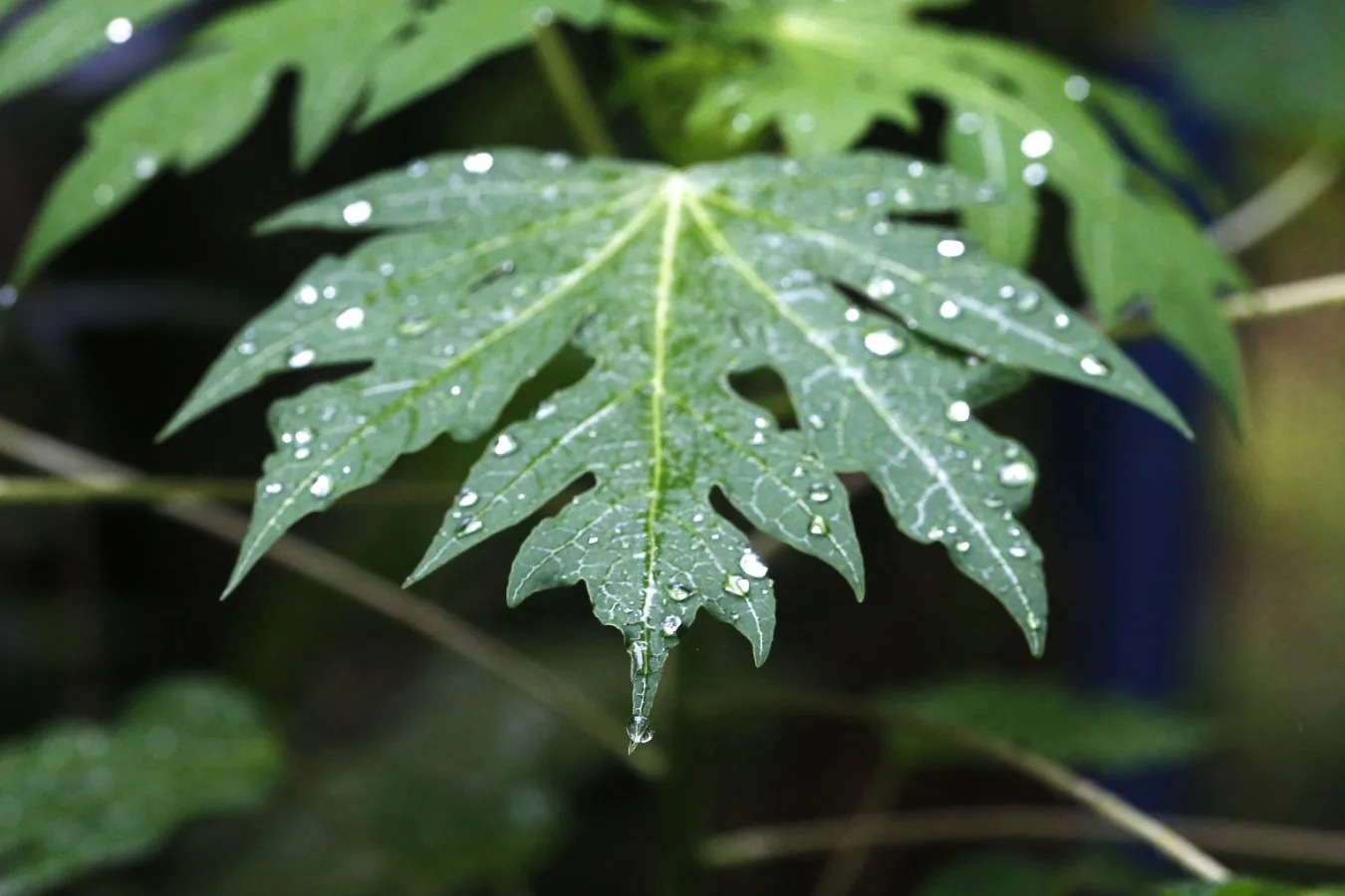 Nova proteção contra água inspirada em plantas pode substituir substâncias perniciosas