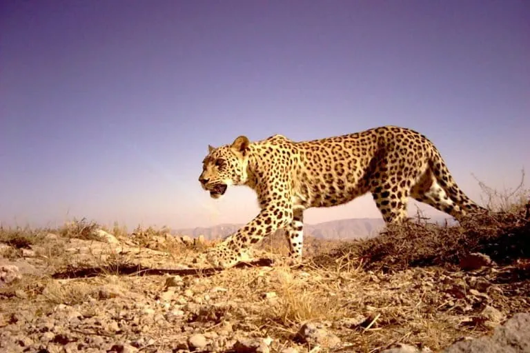 Leopardo persa persiste no Cáucaso apesar de minas terrestres