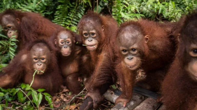 Orangutães abandonados em Índia expõem tráfico ilegal de animais