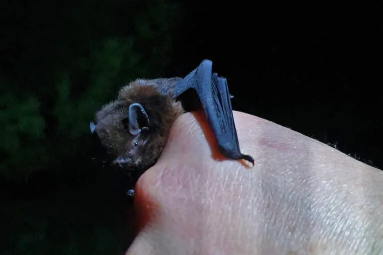 Bat Week: Celebrando mamíferos ecologicamente importantes e pouco conhecidos