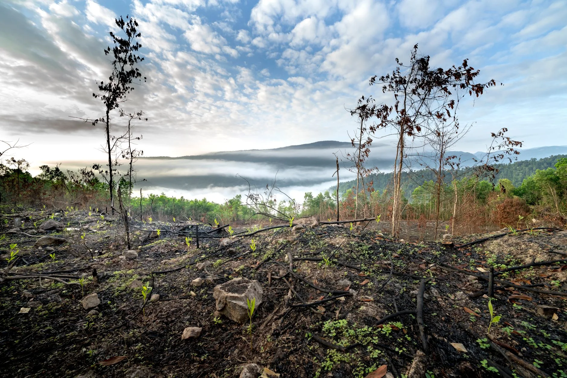 Contexto: Solos Florestais e suas Funções Climáticas