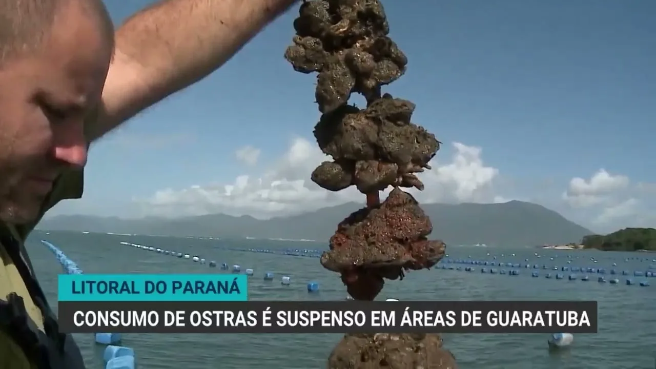 Retirada temporária de ostras no litoral do Paraná devido a toxinas