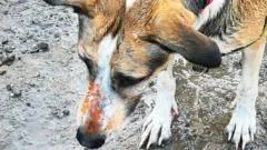 Donos suspeitam de contaminação em terreno contaminado após morte de cão