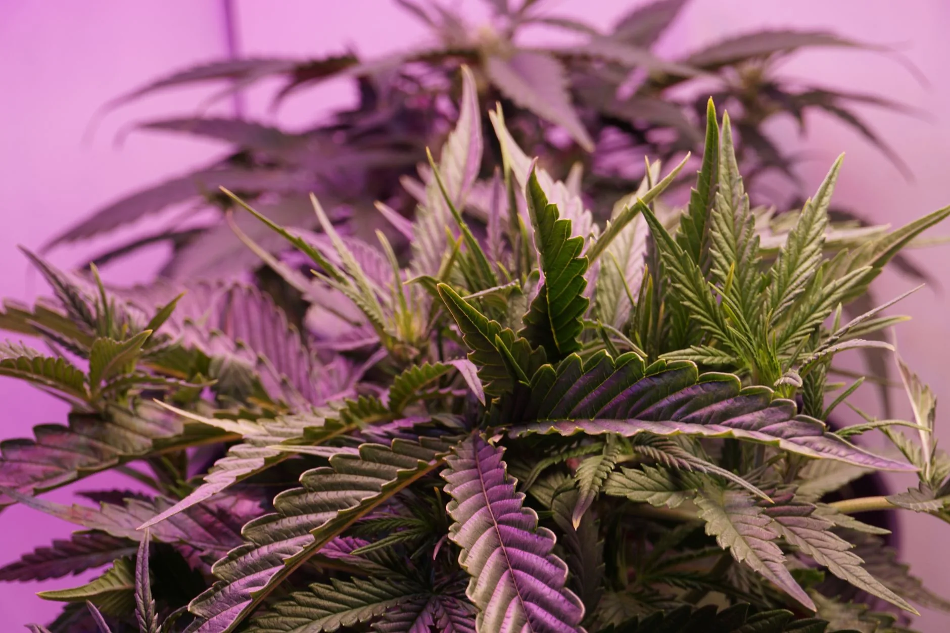 Estudo mostra que duplicar a quantidade de THC não aumenta o efeito psicodélico