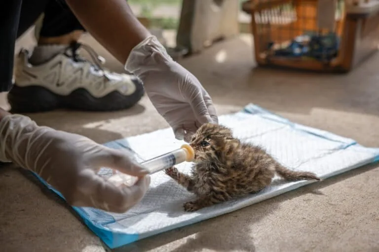 Centro de resgate tailandês oferece nova chance a gatinhos-leopardo feridos