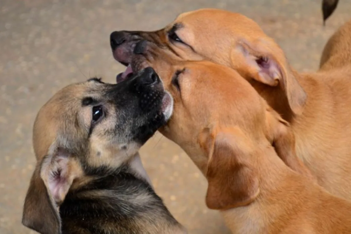 Justiça da Paraíba anula lei sobre carrinhos adaptados para animais em supermercados