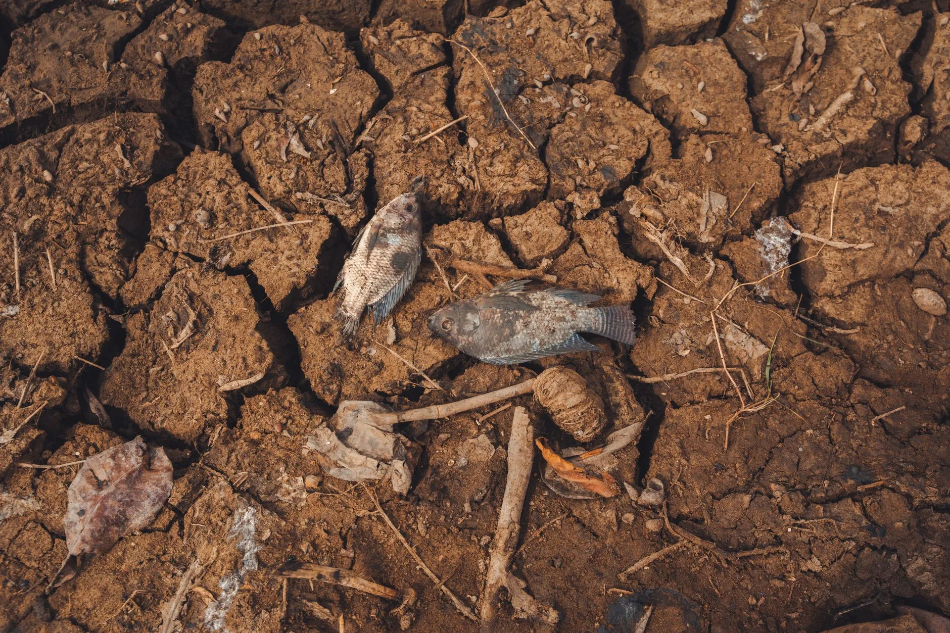 Análise: O Impacto das Mudanças Climáticas na Biodiversidade