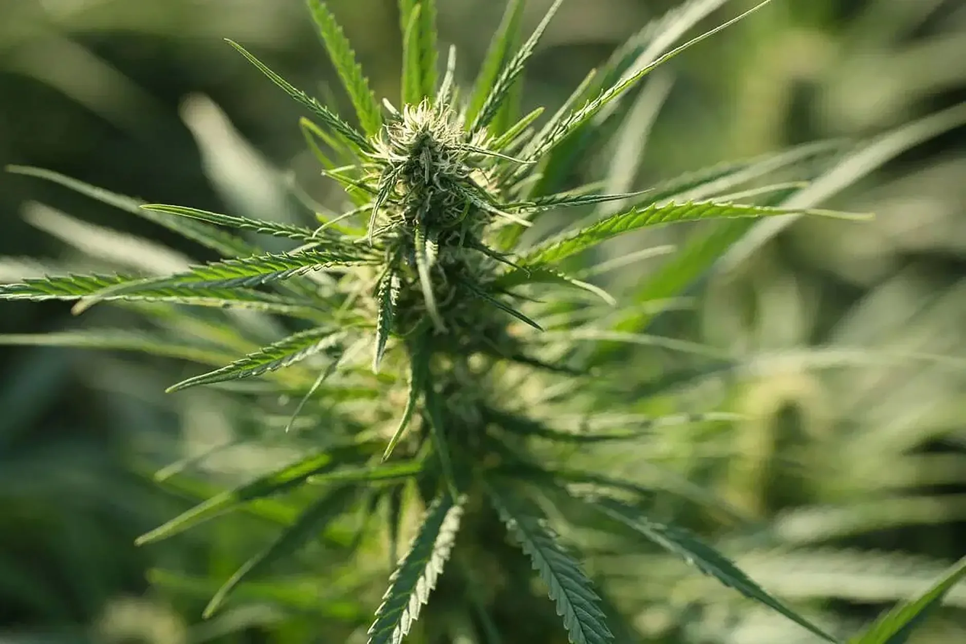 Cannabis terapêutica: uma 'filière' em vista?