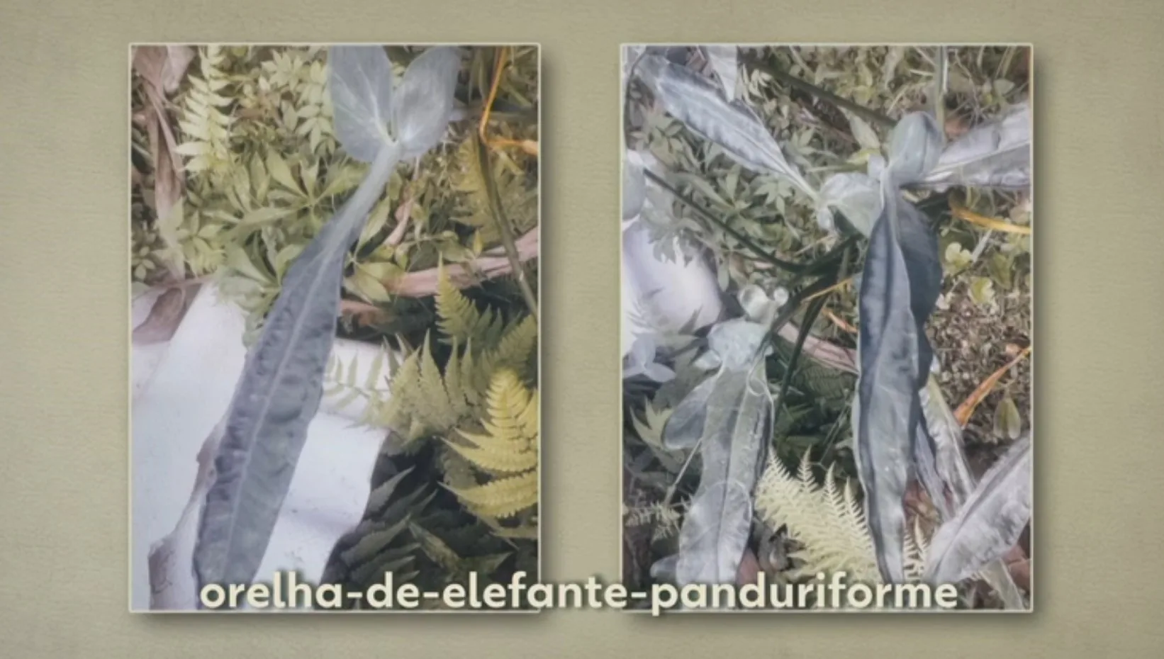 Moradora encontra planta misteriosa no quintal