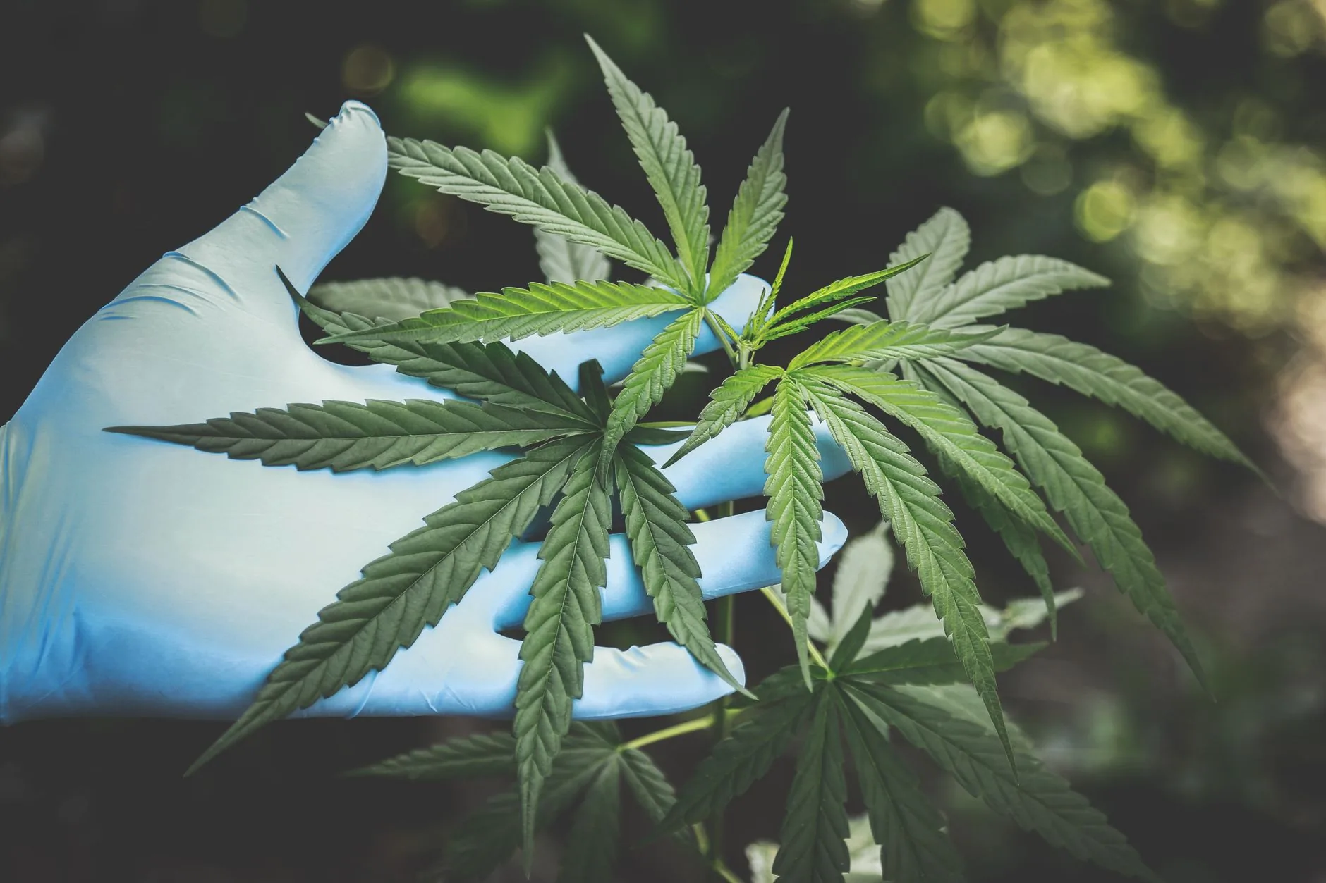 Anvisa regulamenta cultivo e amplia uso da cannabis medicinal no Brasil