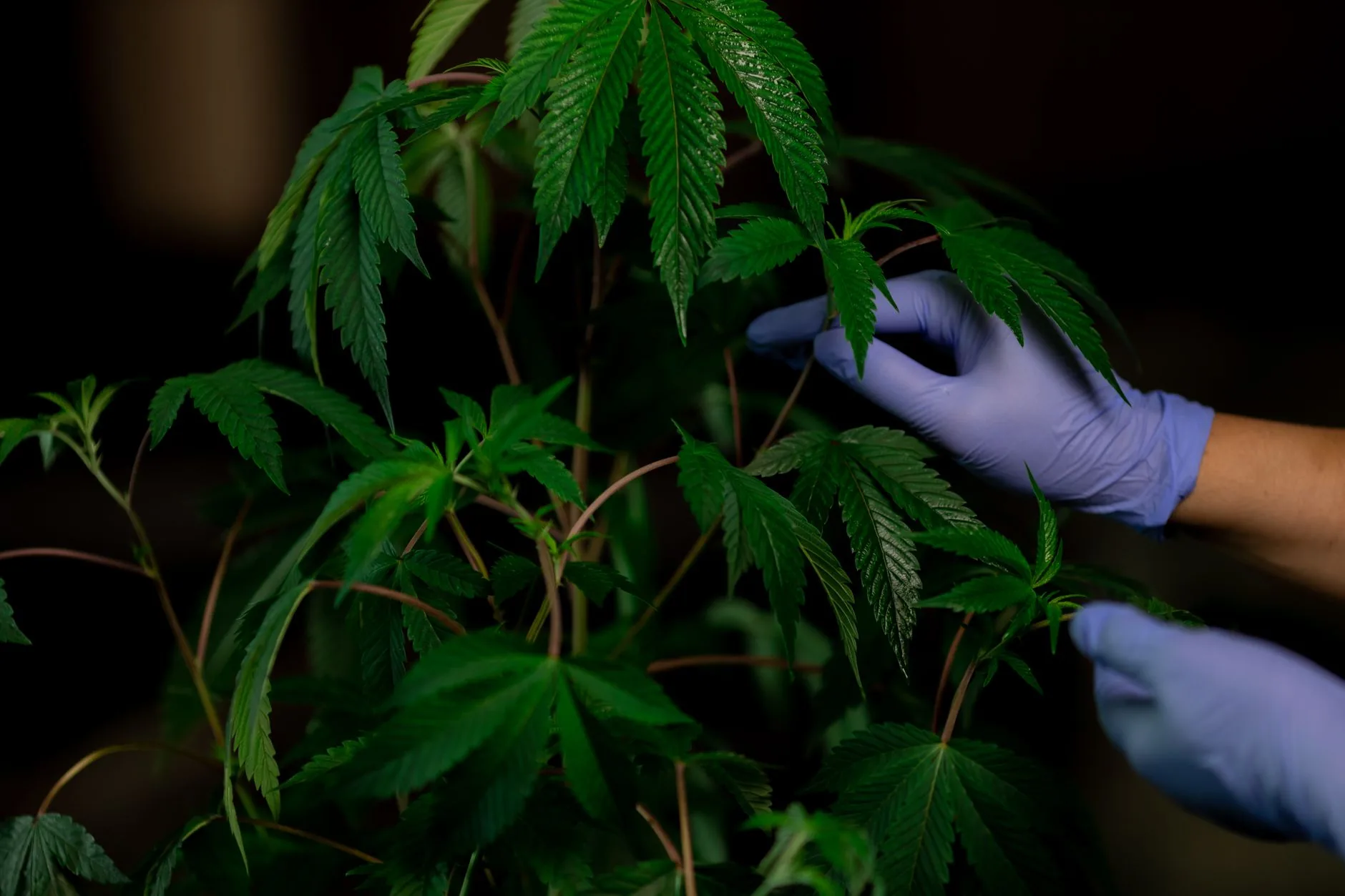 Estudos sobre Cannabis Medicinal Avançam em 2026