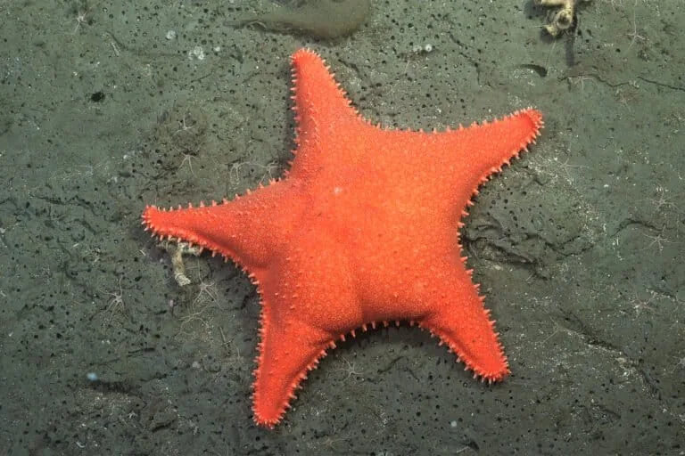 Mar del Plata Canyon revela 57 novas espécies marinas