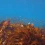 Ameaça à biodiversidade marinha: kelp forests colapsam na Península de Izu