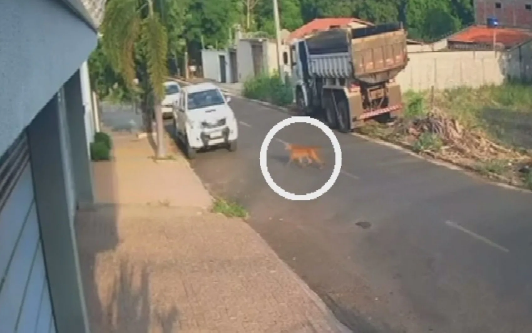 Onça filmada caminhando tranquilamente pelas ruas de Uruaçu