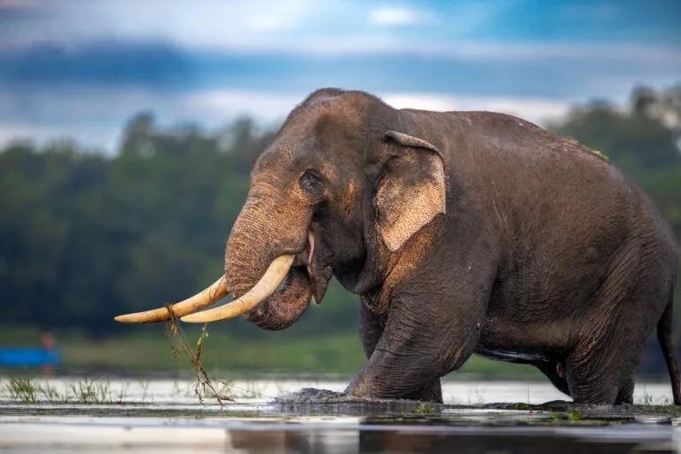 Sri Lanka lamenta morte de elefante icônico após conflito com humanos