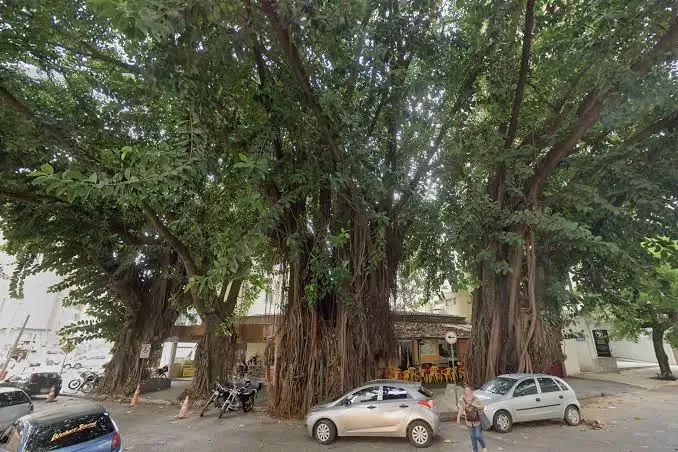 Gameleiras na Praça da Cirrose provocam incêndio e iniciam operação de poda