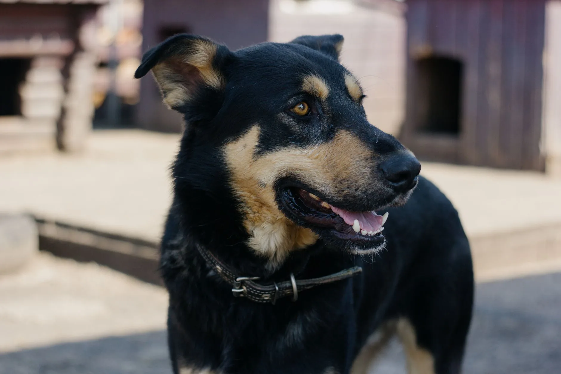 Creches e hotéis para cães: fiscalização sem lei é arrecadação