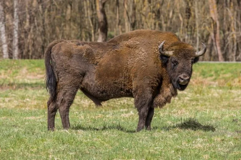 Białowieża: Floresta Protege Fronteira Polonesa