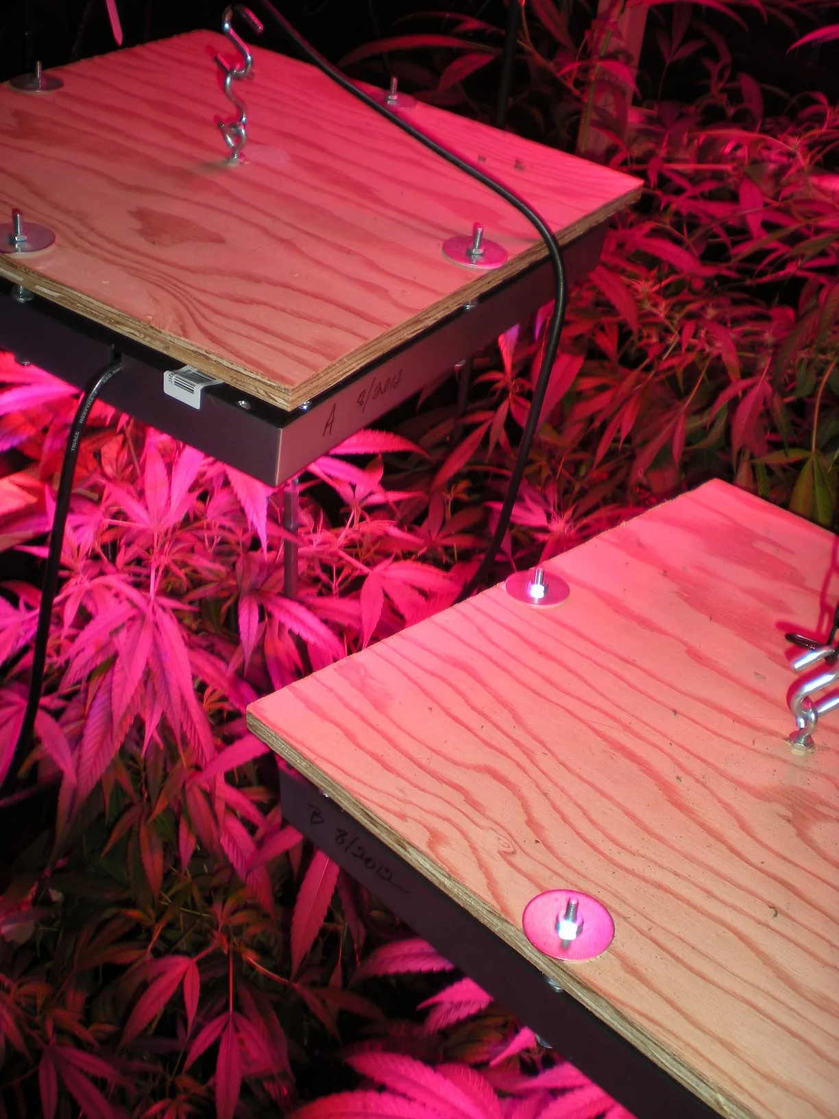 Especialistas discutem benefícios e evidência científica da cannabis medicinal